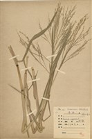 藏品(舖地黍)的圖片